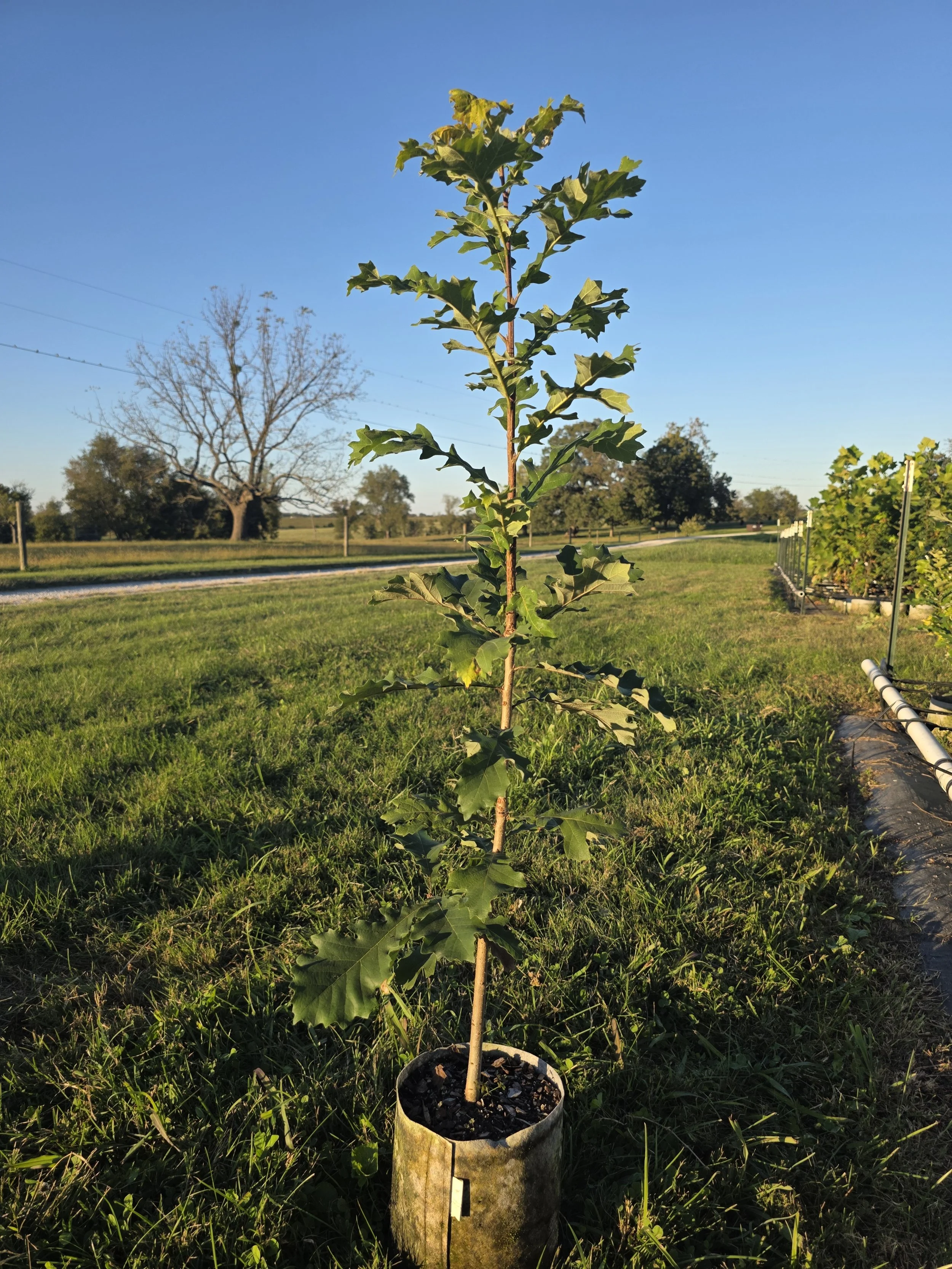 Bur Oak (Quercus macrocarpa)