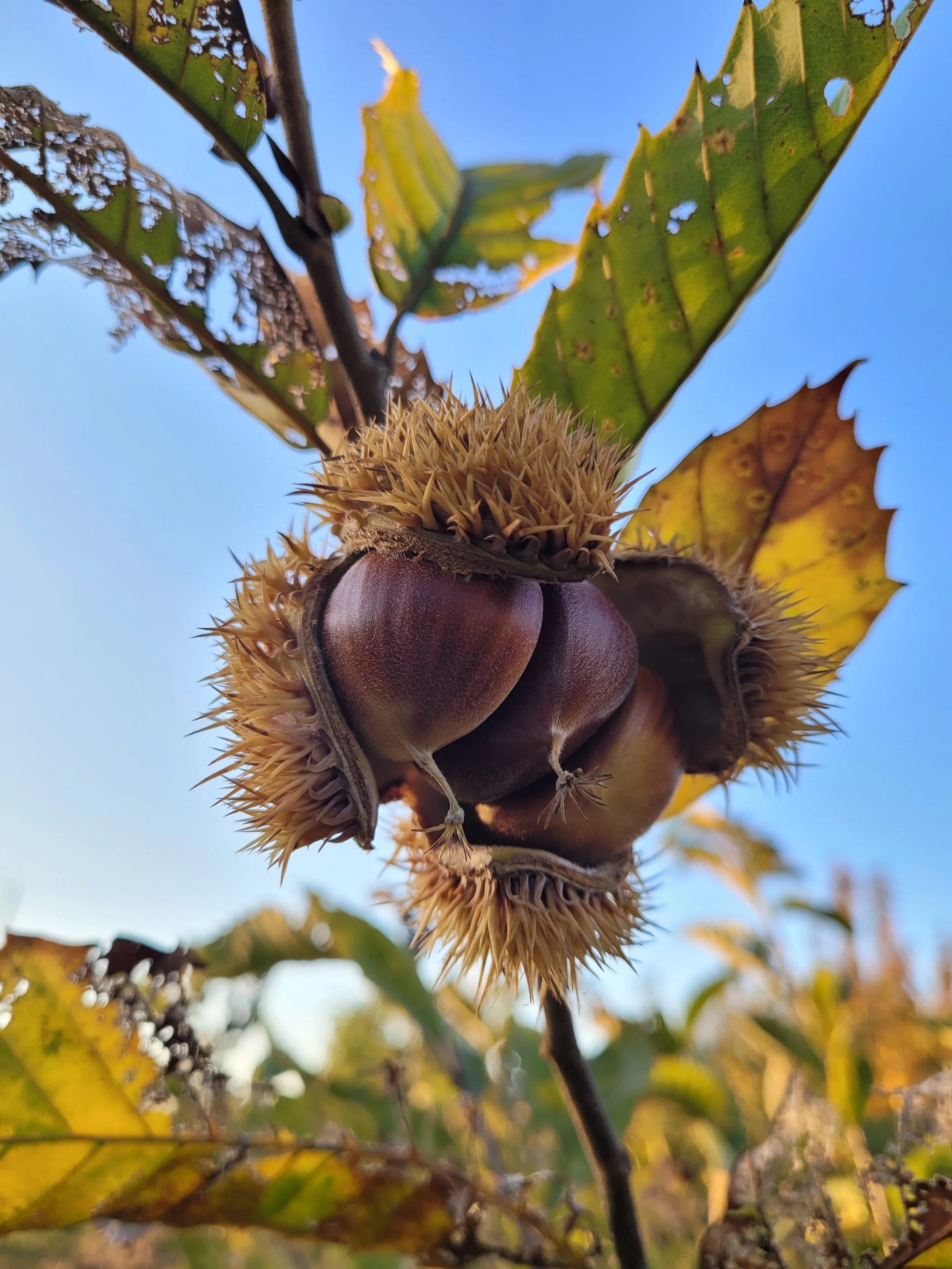 Chestnut hull.jpg