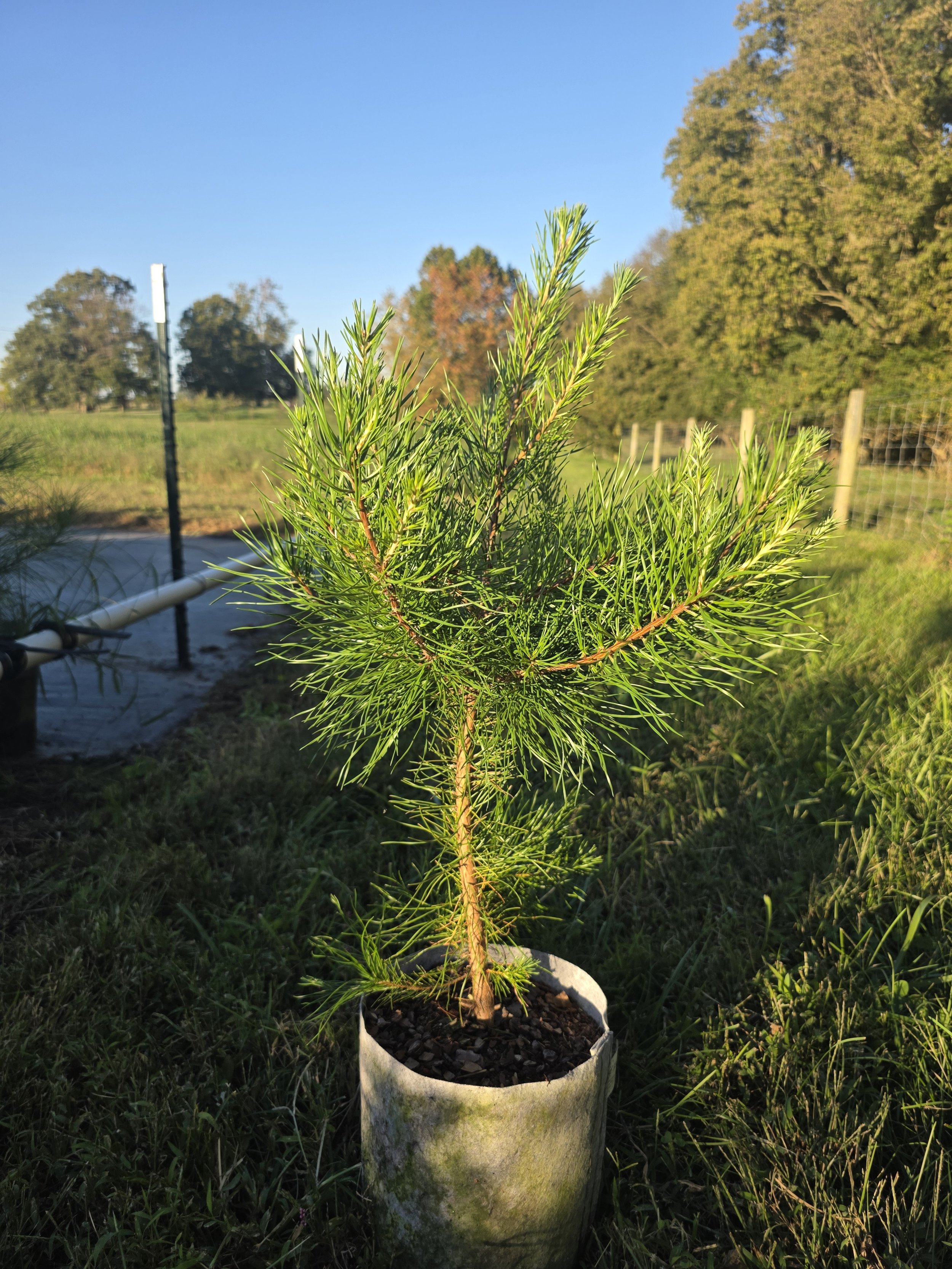 Virginia Pine (Prunus virginiana)