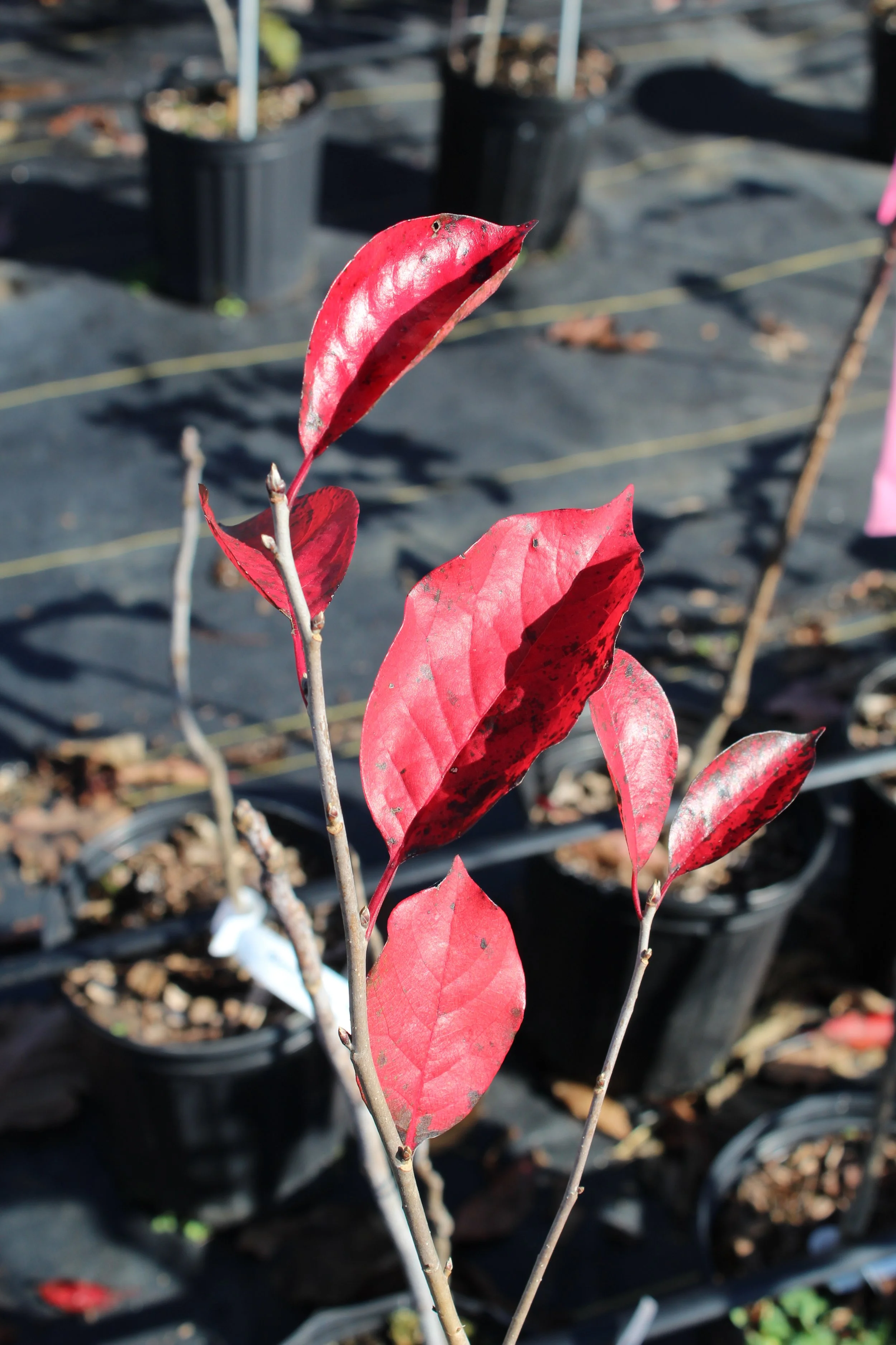 BlackGum_closeup.JPG