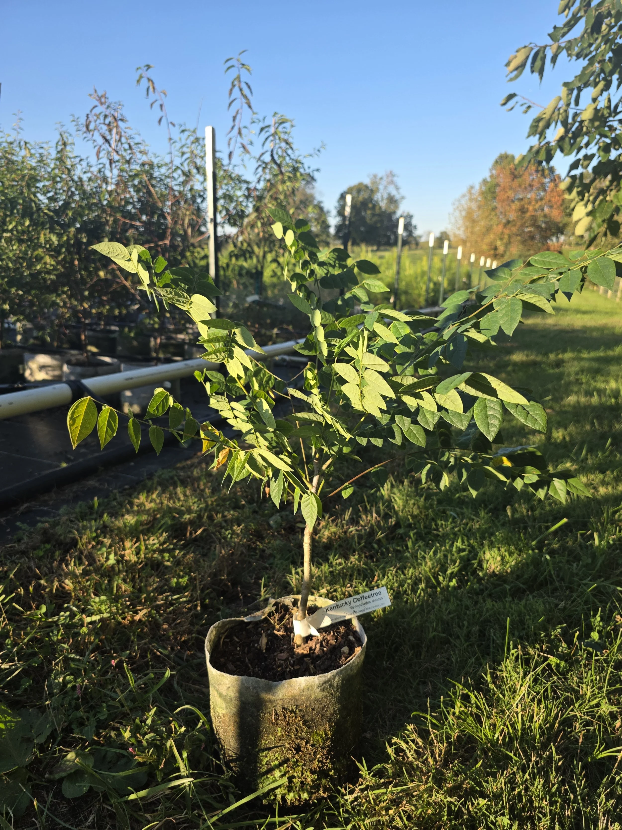 SOLD OUT! Kentucky Coffeetree (Gymnocladus dioicus)