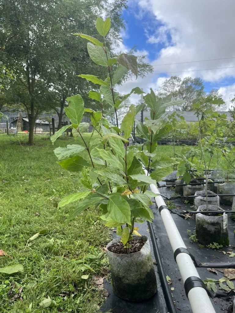 Carolina Allspice plants for sale  Oakland Farm Trees