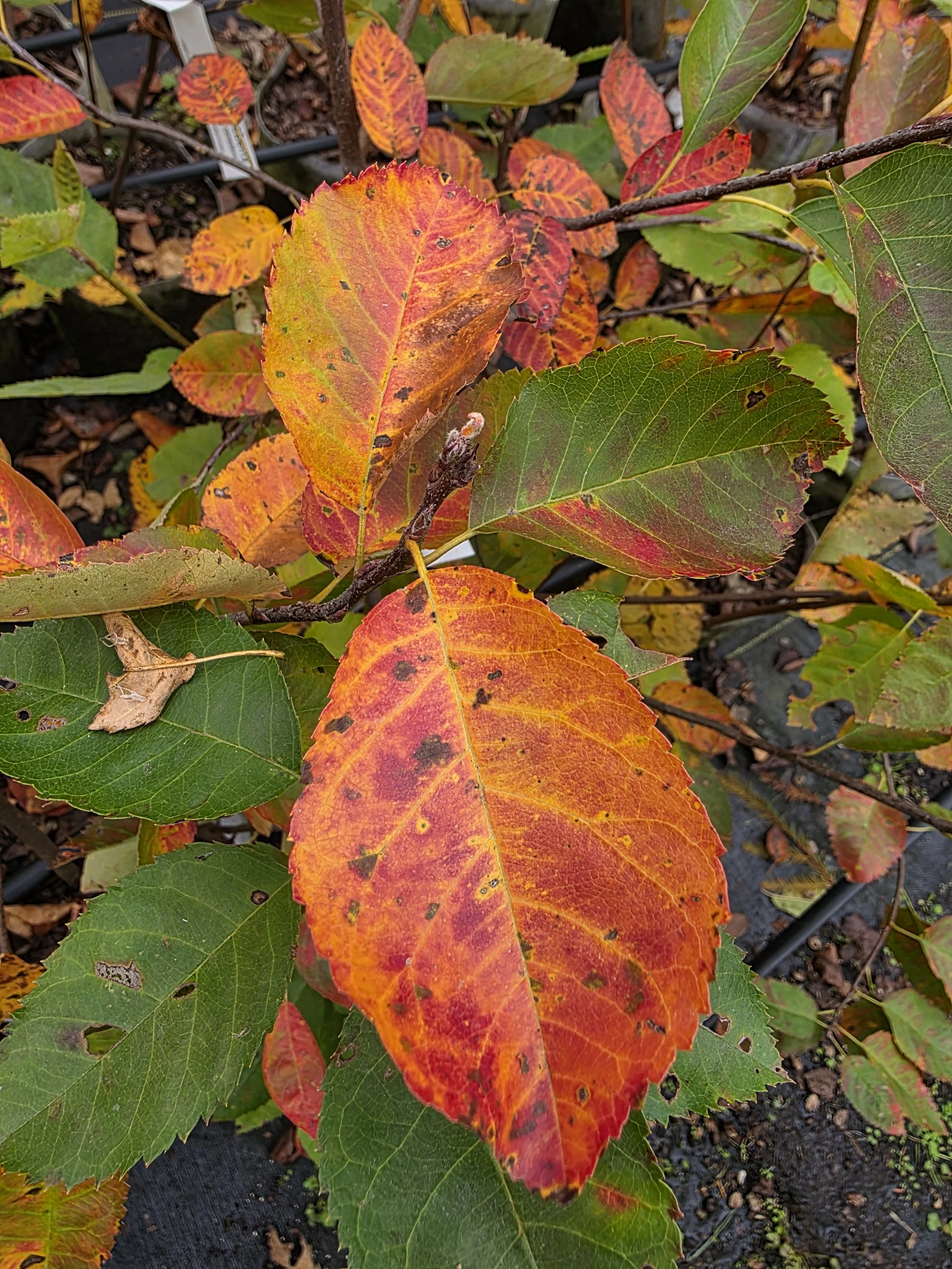 Chokeberryfall.jpg
