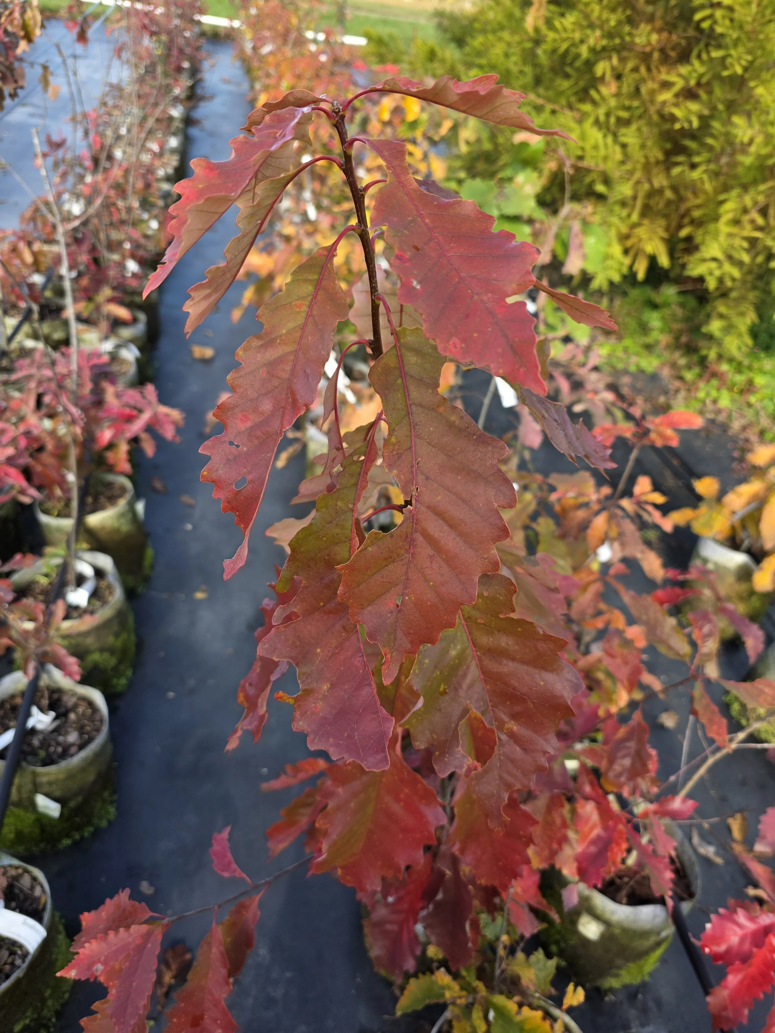 Chinquapin Oak (Quercus muehlenbergii)