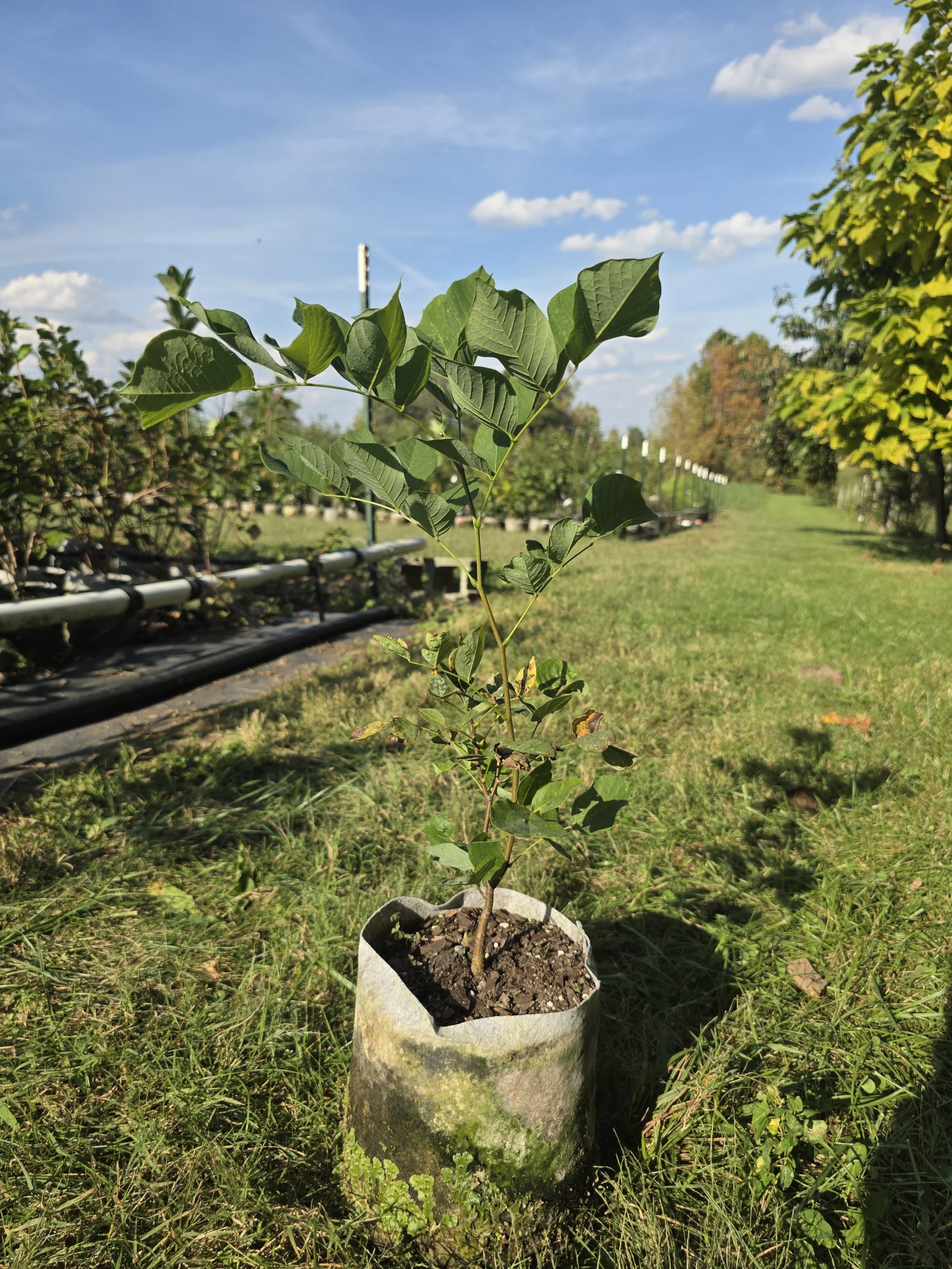 Yellowwood26.jpg