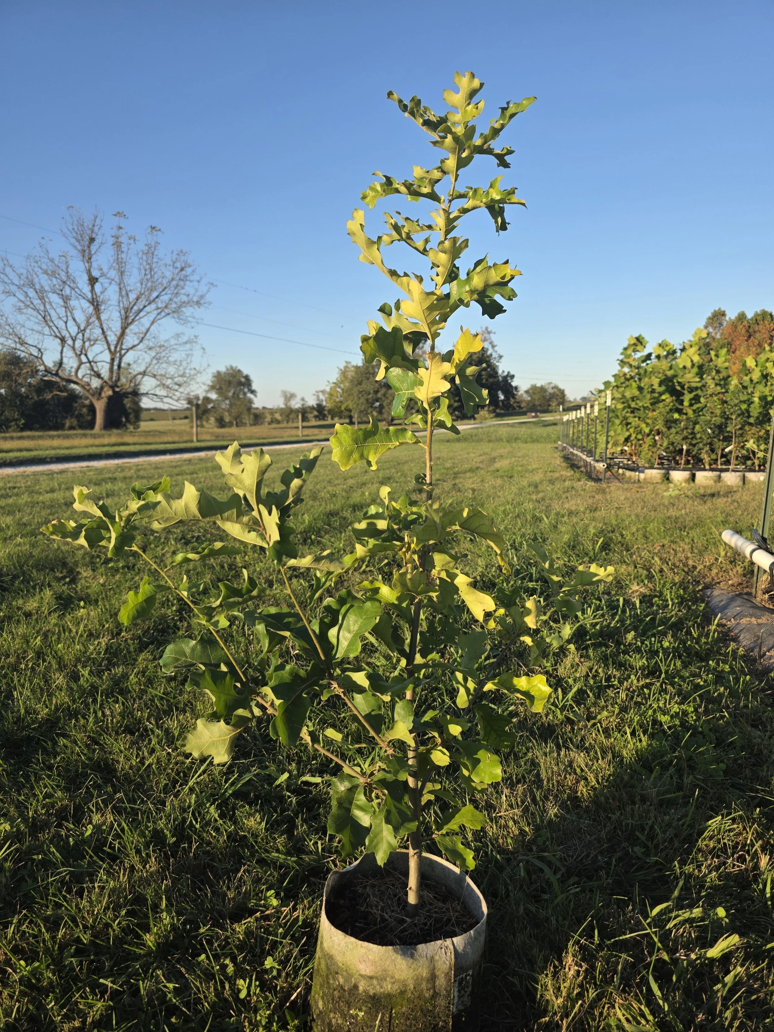 Southern Red Oak (Quercus falcata)