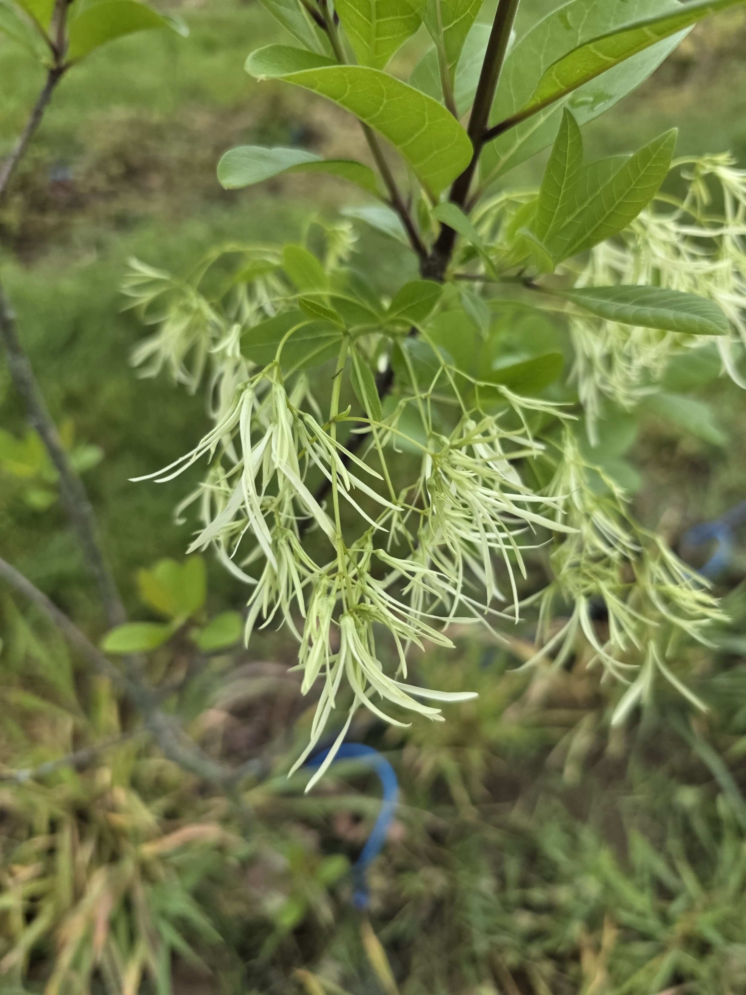 whitefringtree.jpg