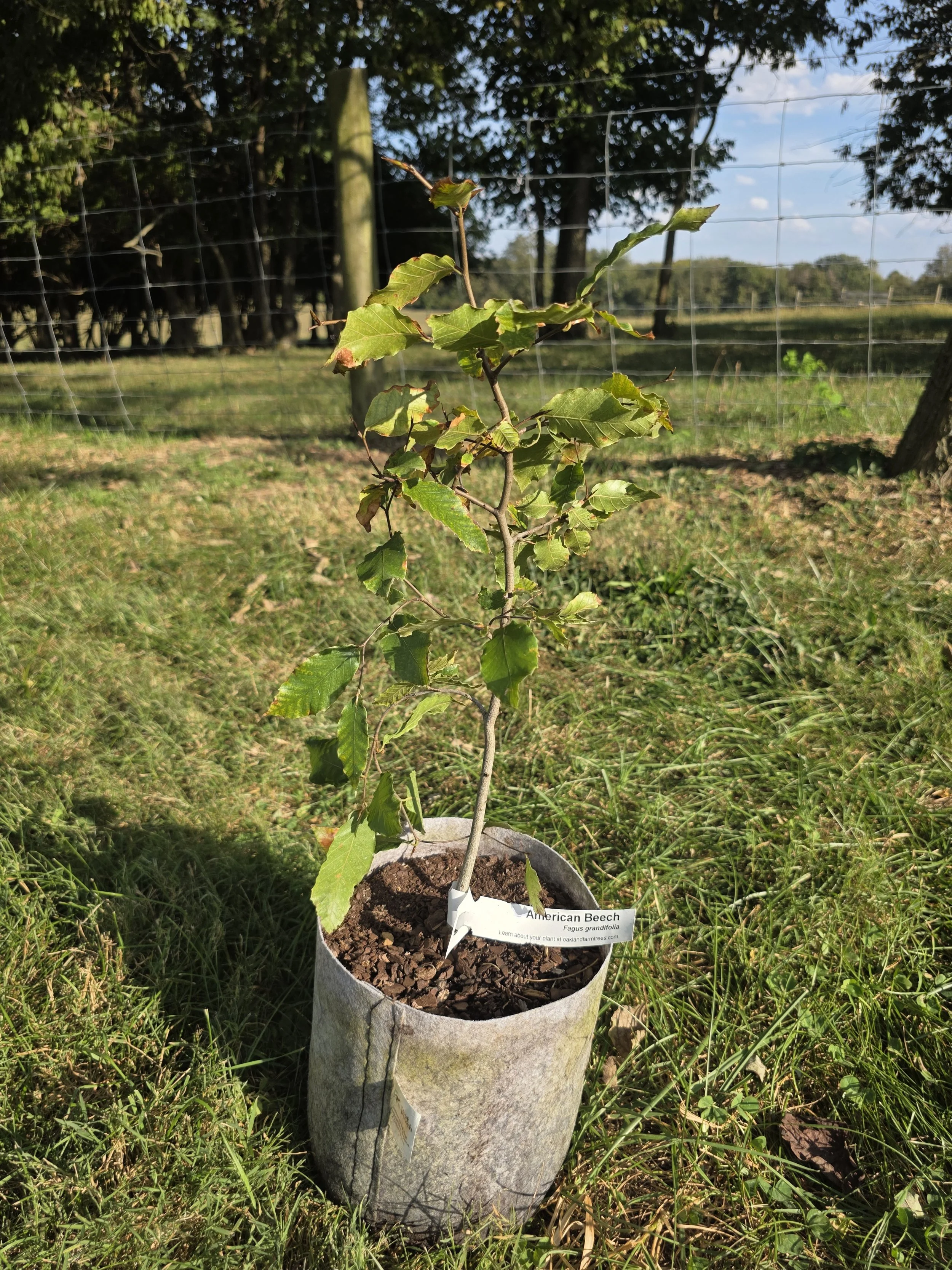 SOLD OUT! American Beech (Fagus grandifolia)