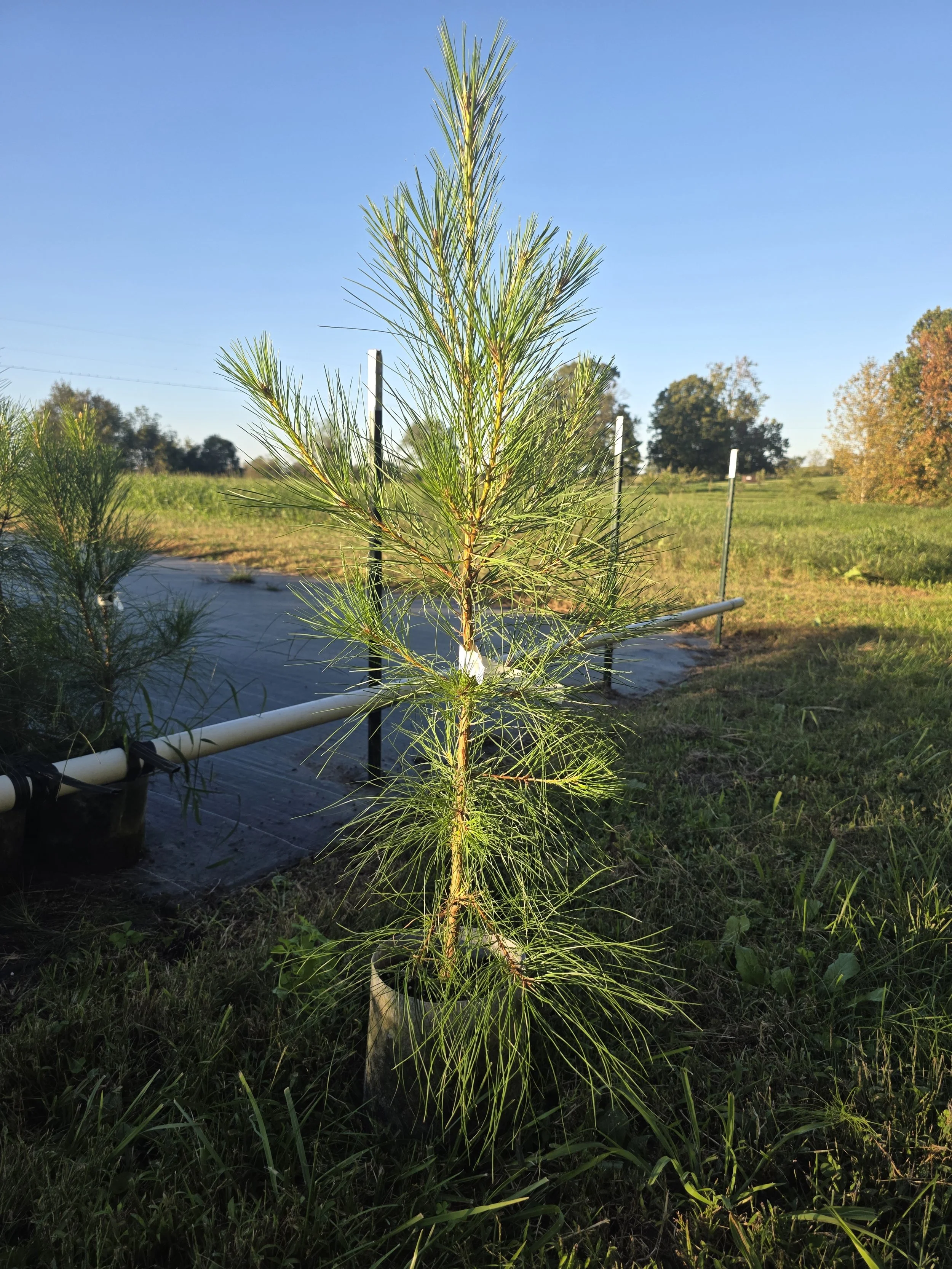 Loblolly Pine (Pinus taeda)