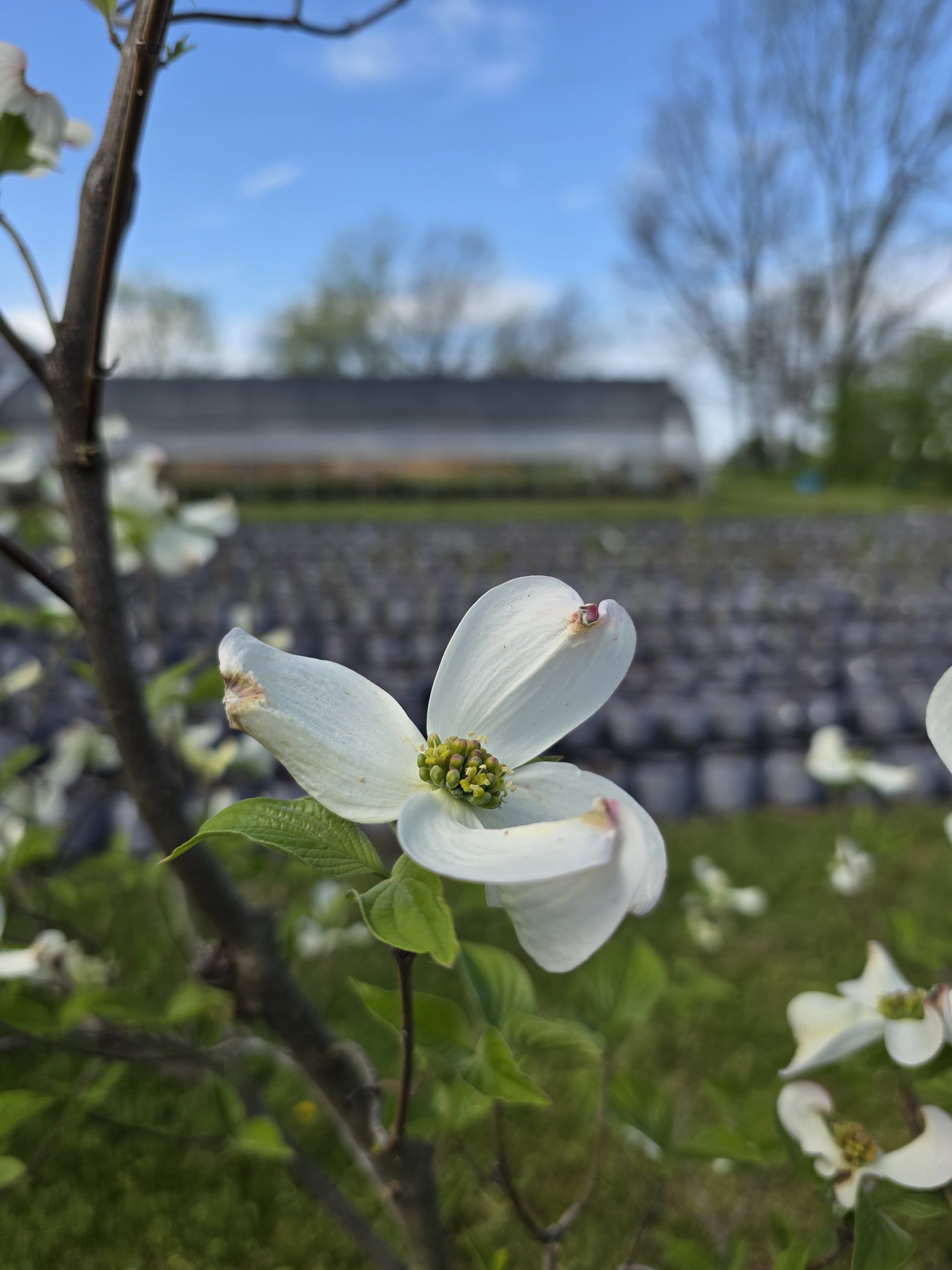 dogwood flower.jpg