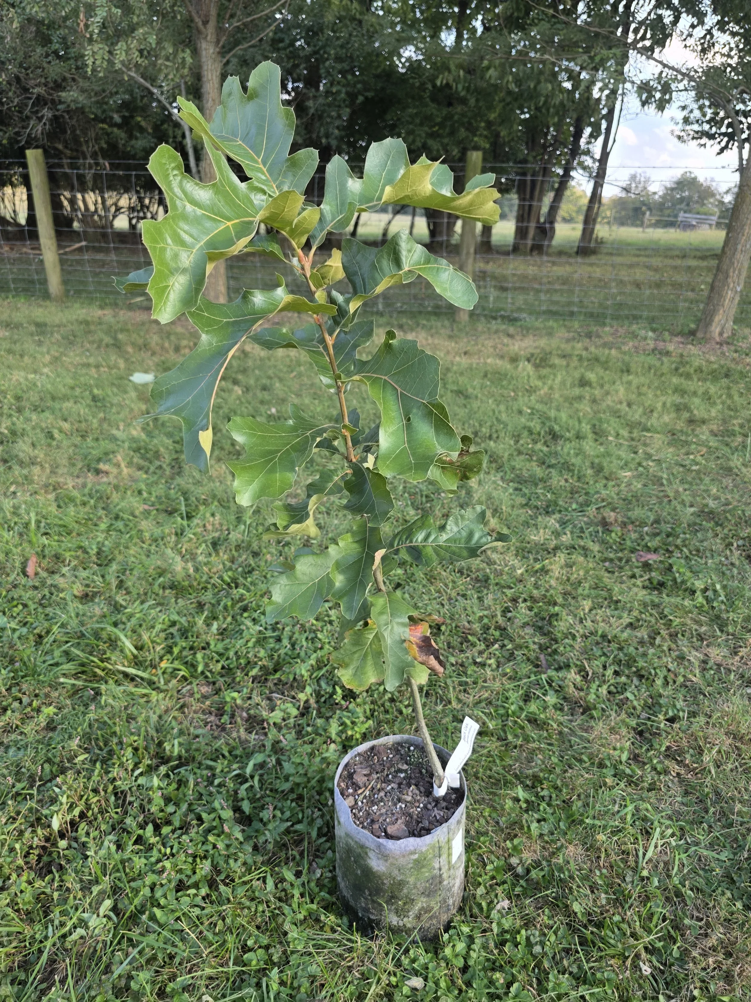 Black Oak (Quercus velutina)