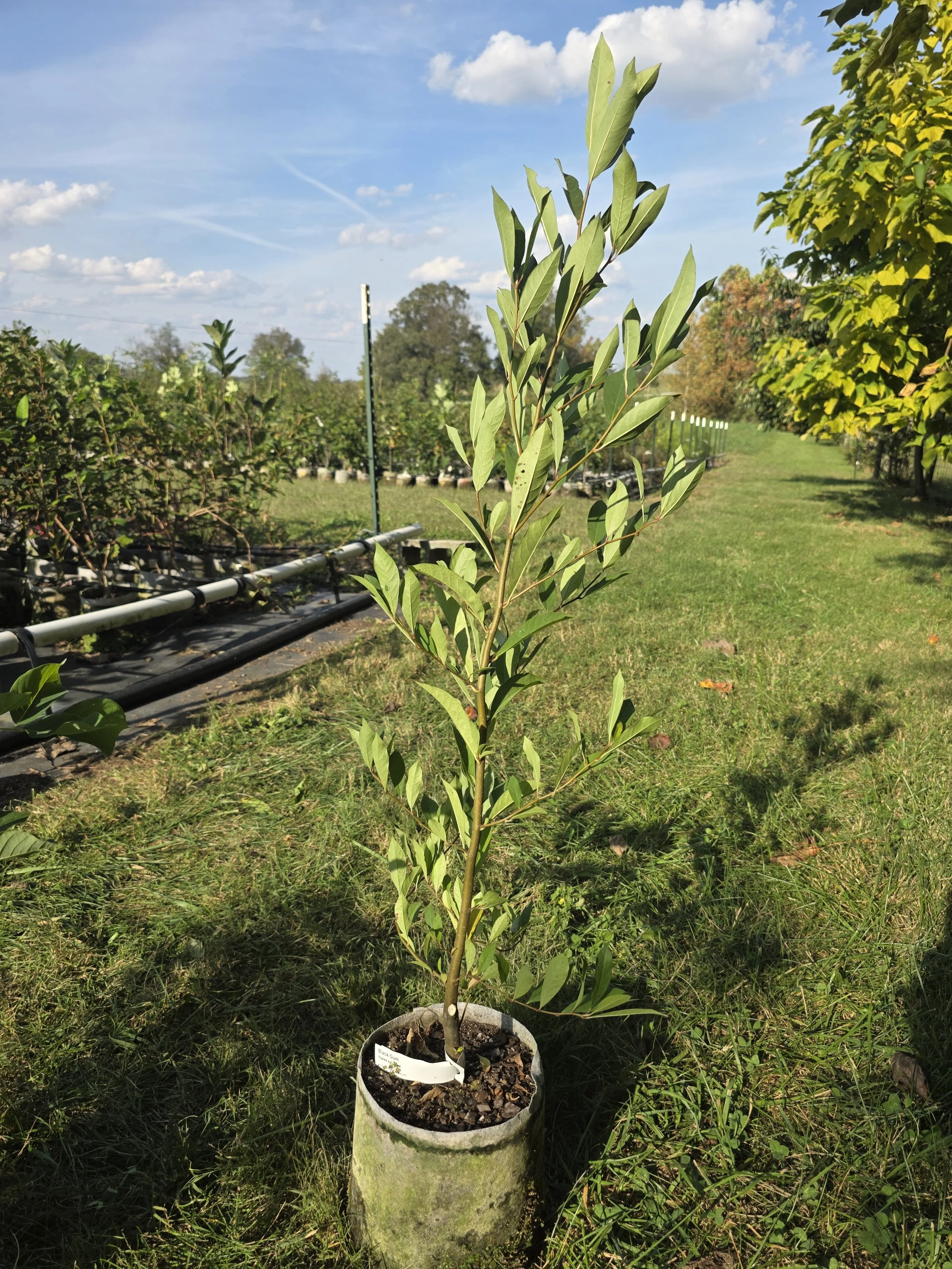 Black Gum (Nyssa sylvatica)