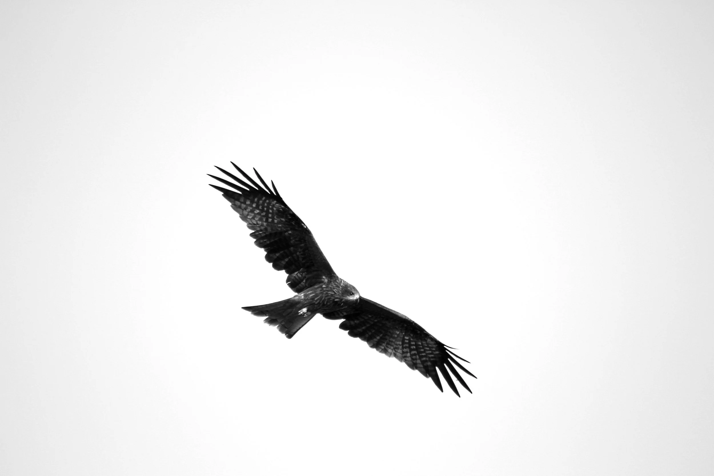 biodiversity oblivion