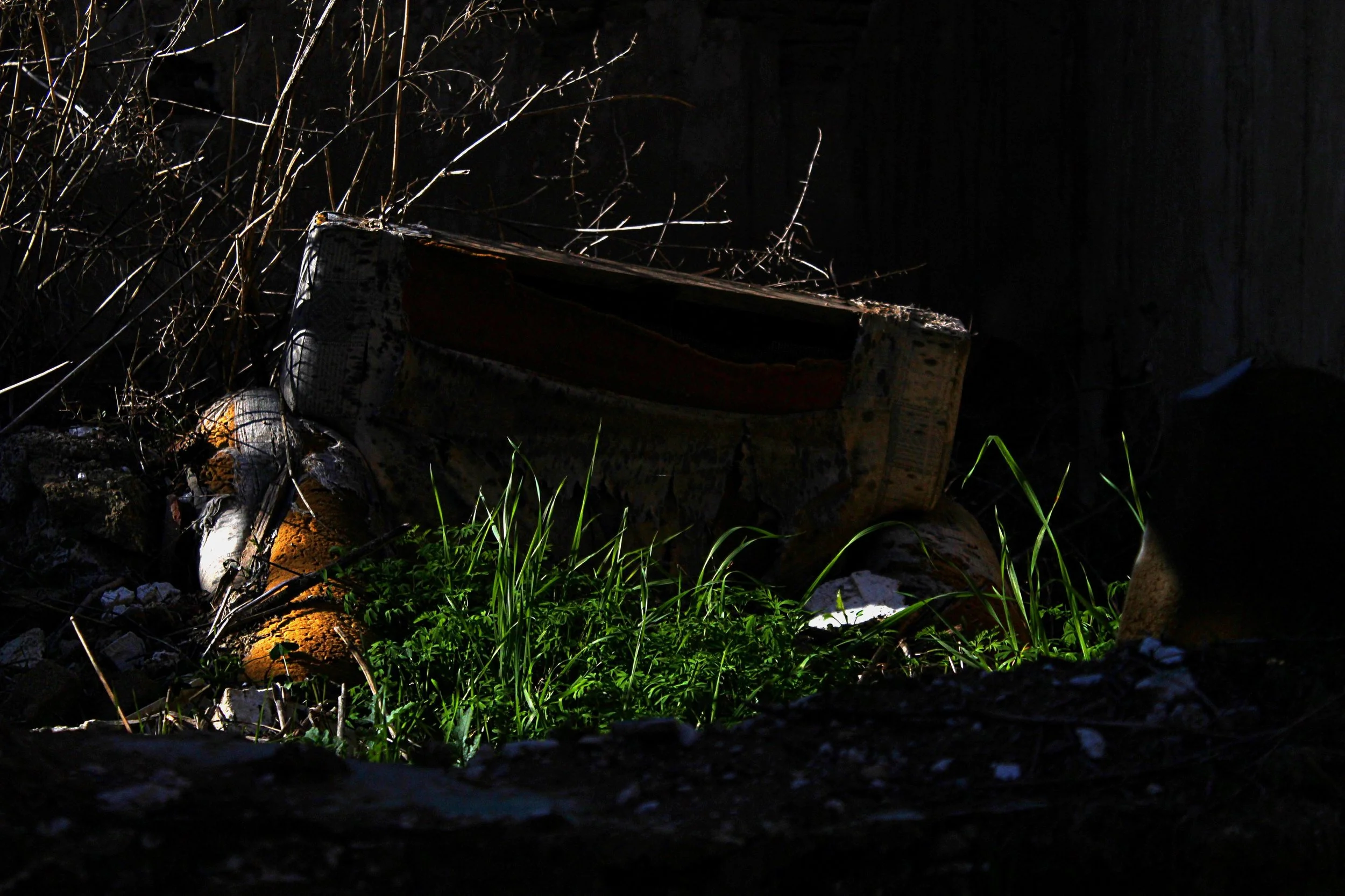 Nature reclaiming the Earth.