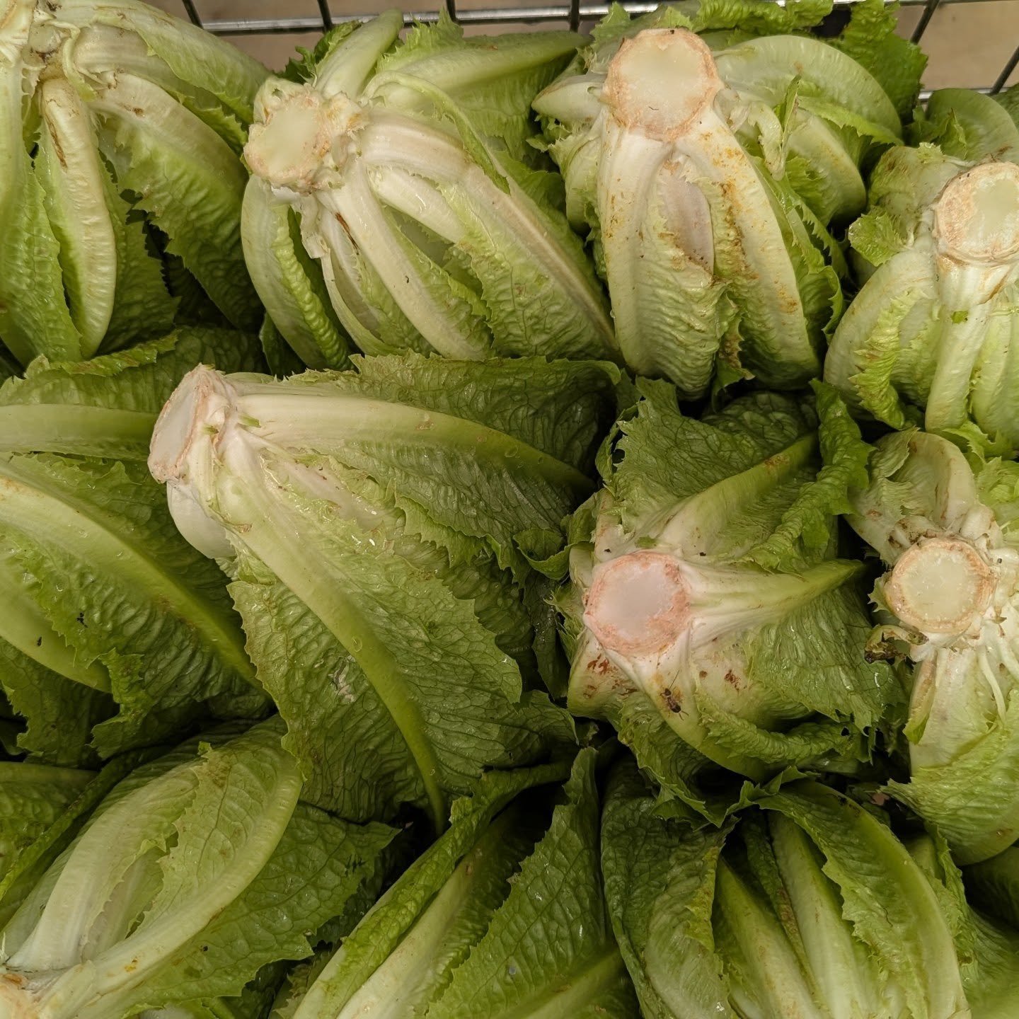 📣 Farm share members: you should have gotten an email from me a few days ago! On Farm pickup is all set and ready to roll! Come by and get a share whenever you feel like it! Reference the email or how-to video if you need, or find a farmer if you're