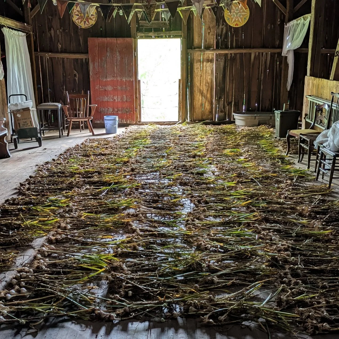 We weren't sure we were going to have the labor to harvest our garlic this year. I'm glad to report that we managed to get a solid bit out of the ground so far. It's safely drying in the big barn on the dance floor. Ideally, we'd hang it up, but that