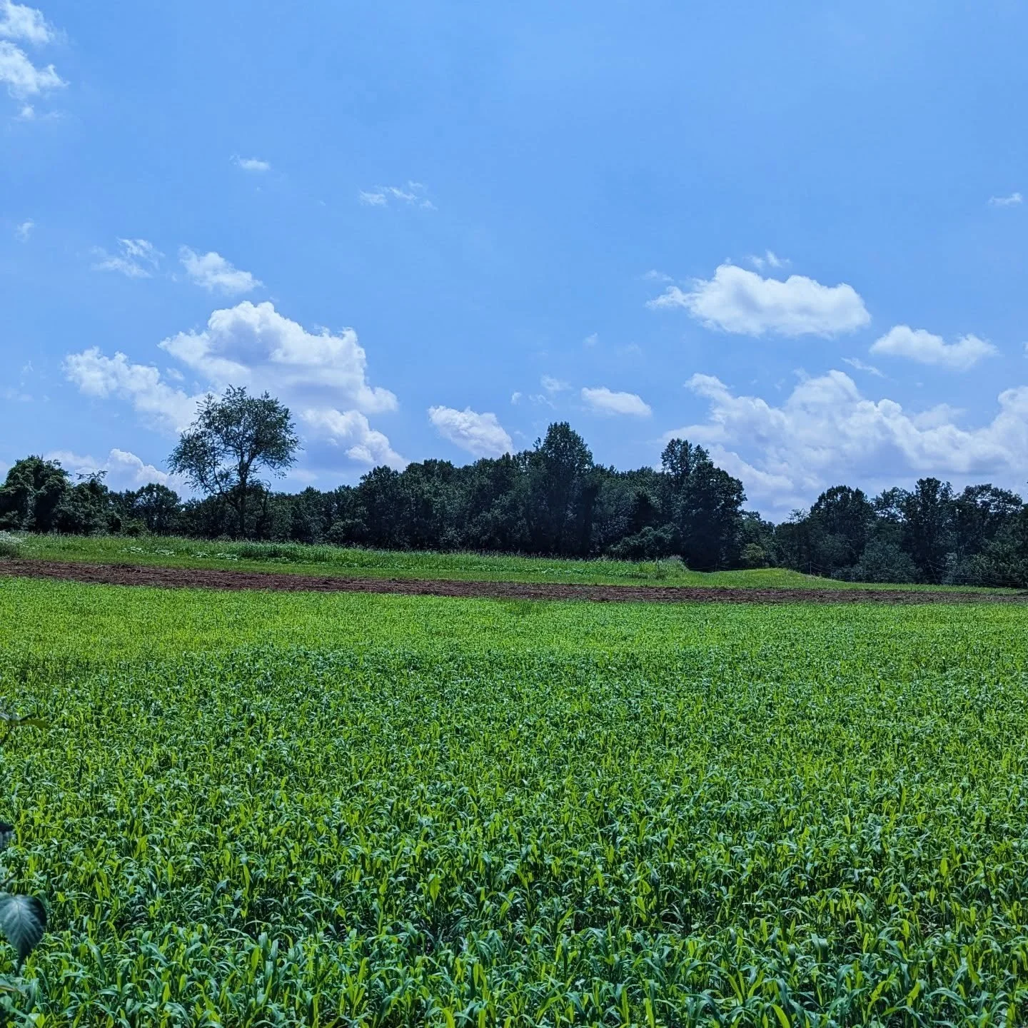 We are headed out of town for the next 10 days for some family celebrations. It feels crazy to leave the farm in the middle of the growing season. Preparations have taken weeks. But milestones wait for no one! See you on the flip side ✌️

The farm st
