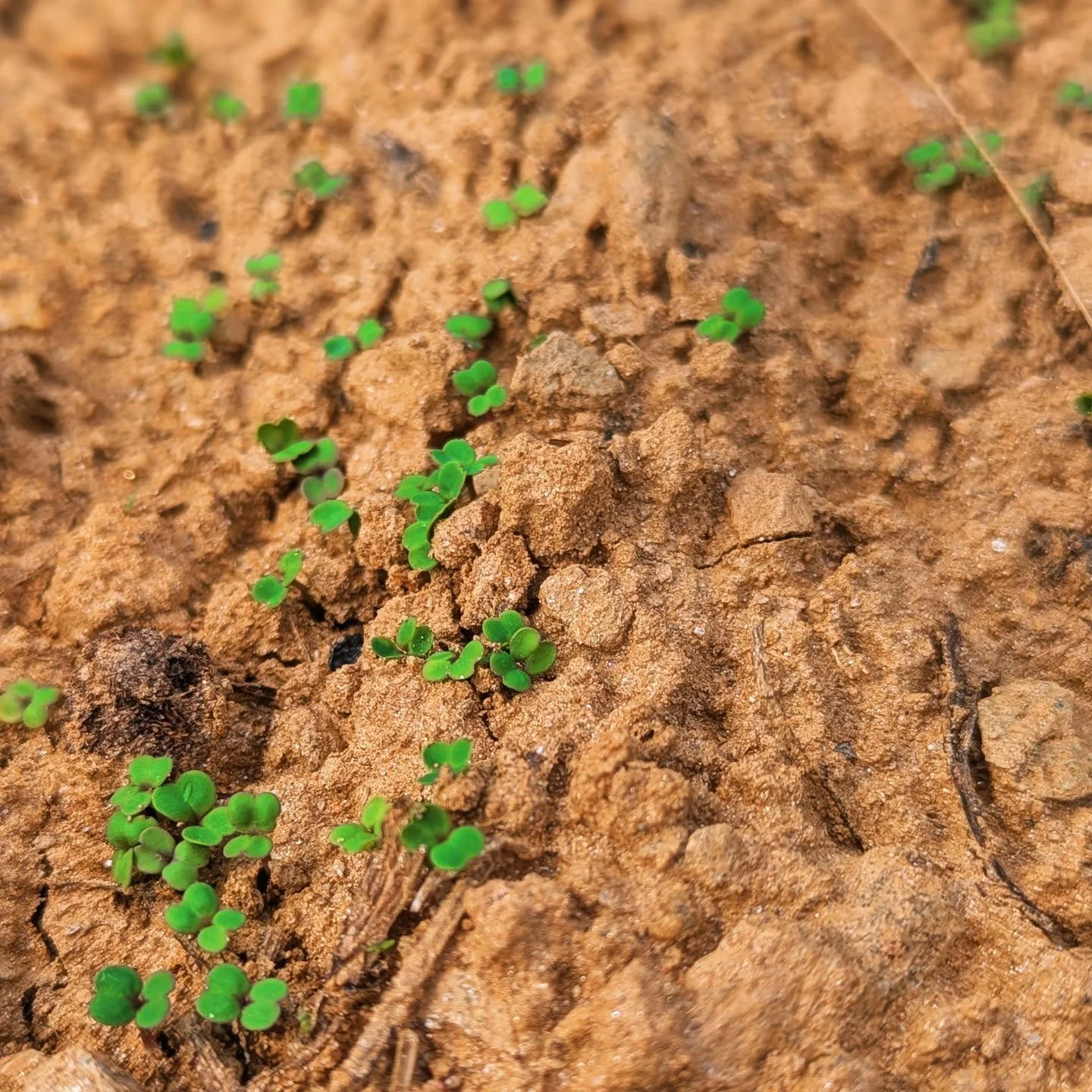 Fall crops are popping up! What cool weather vegetable are you most excited about? 🌱