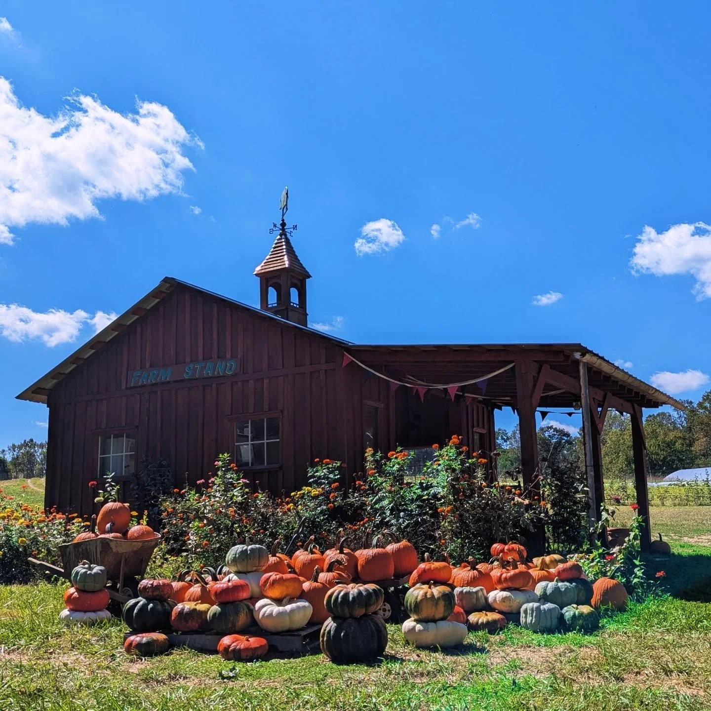 Pumpkins have LANDED at the farm stand! Come soak in the fall vibes and pick up a few 🎃🎃🎃

#kitchengirlfarm #parktonmd #farmstand #smallfarm #csafarm #csa #baltimorecounty #marylandfarms #maryland