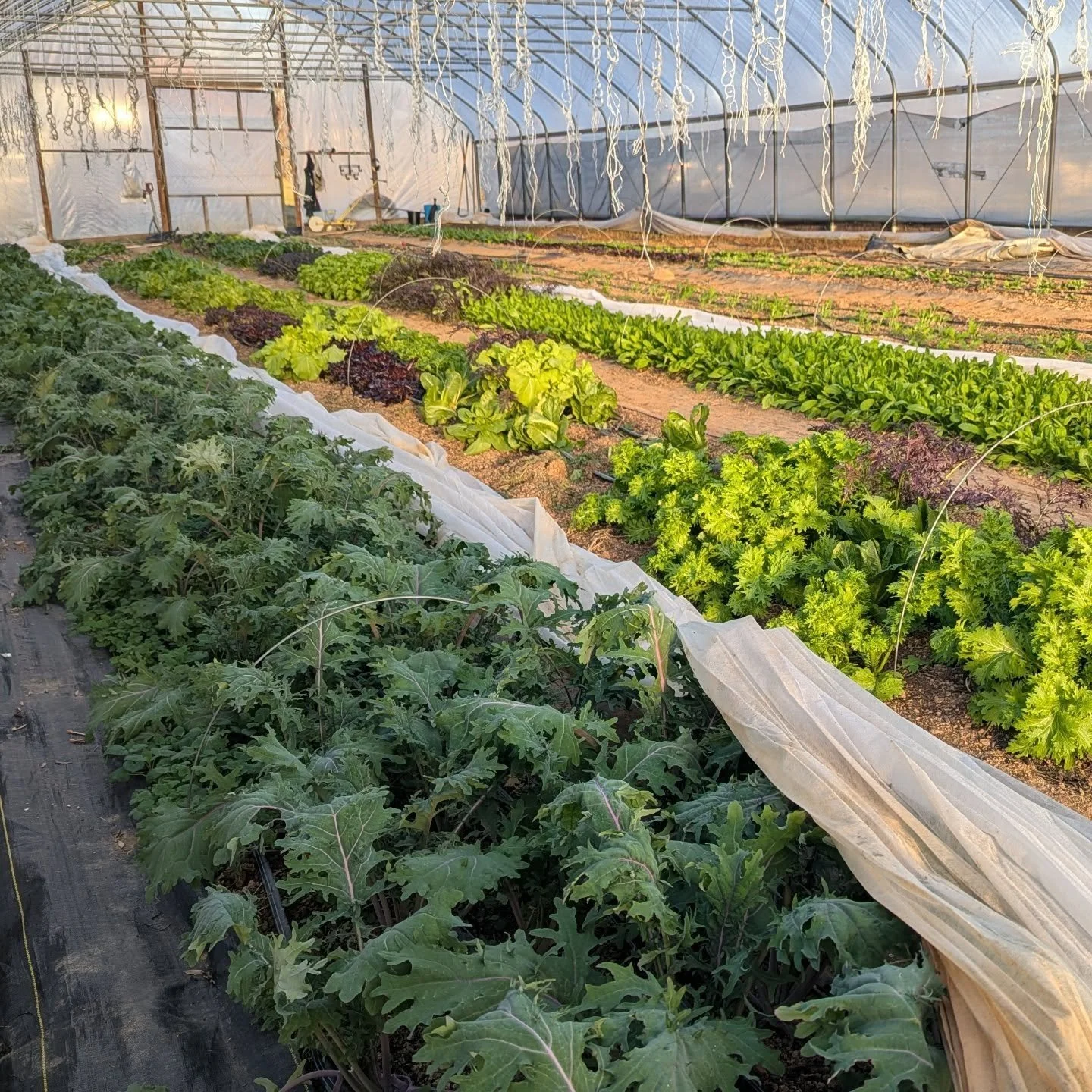 🥬 I'll be doing a harvest on Wednesday next week!

🧑&zwj;💻 Order for home delivery via Chesapeake Farm to Table @chesapeakefarmtotable 

📱Or dm me your number to get a text with sporadic winter availability, to be picked up on the farm.

🍴 Extra