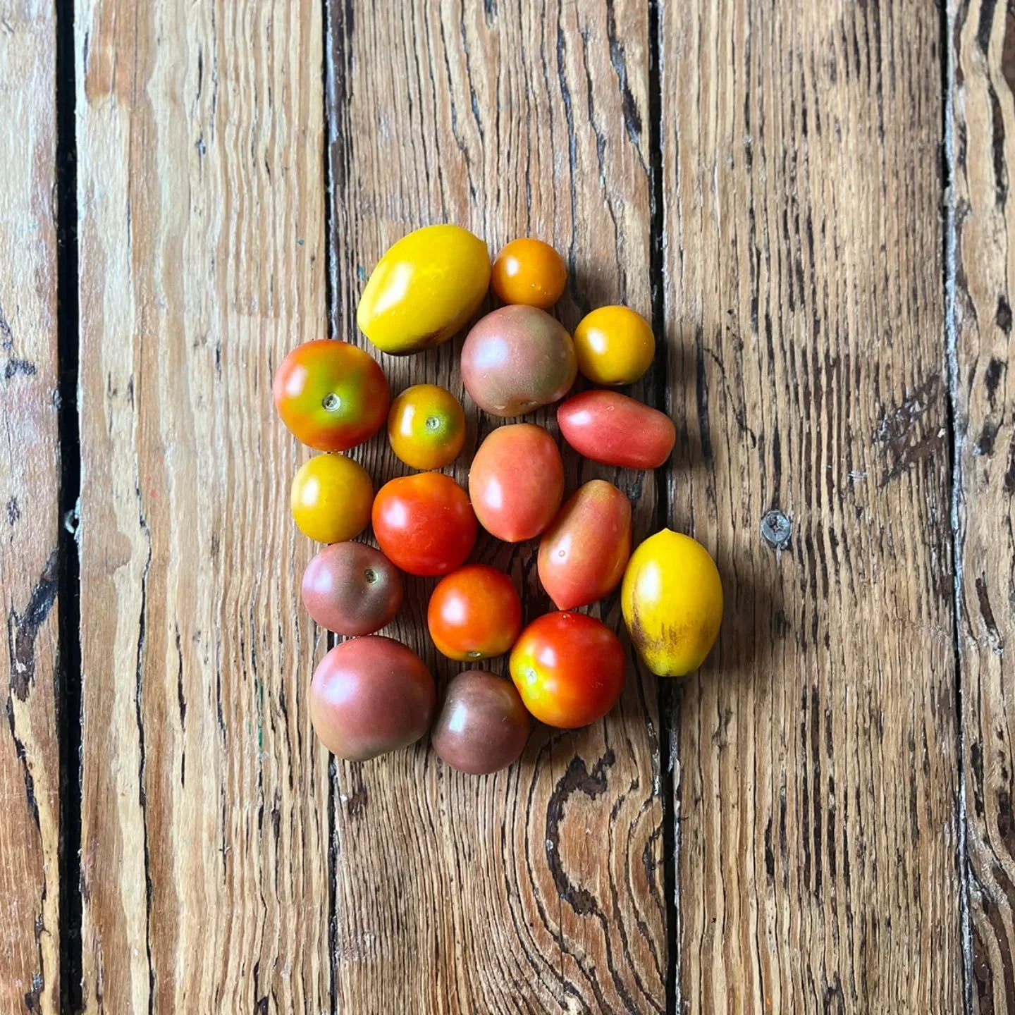 🍅 Farm share signups are open!

🥙 Put the absolute best food on your table and in your body in 2026.

💻 Details on website.