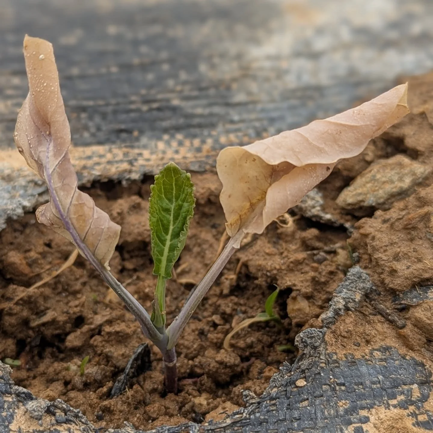 We got hit with a bad freeze last week, with temps fluctuating between 91&deg;F during the day, and dropping to 26&deg;F a few nights later. We protected what we could, but many crops were already struggling in the heat and some didn't make it throug