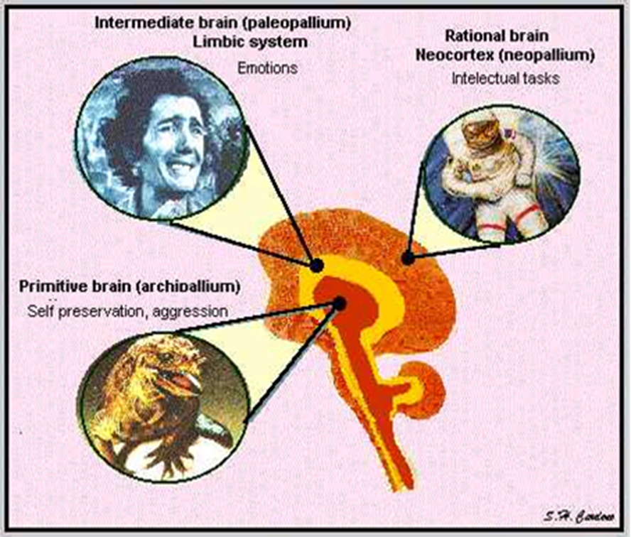 All your Emotions are Programmed and triggered in your Limbic system your Subconscious Mind and cannot be control from your Cortex, your conscious mind.