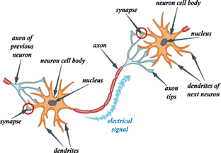 synapse.gif