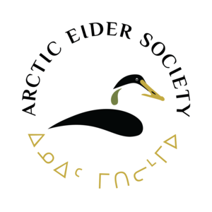 Arctic Eider Society is creating an Inuit knowledge wiki and mapping platform for knowledge exchange.