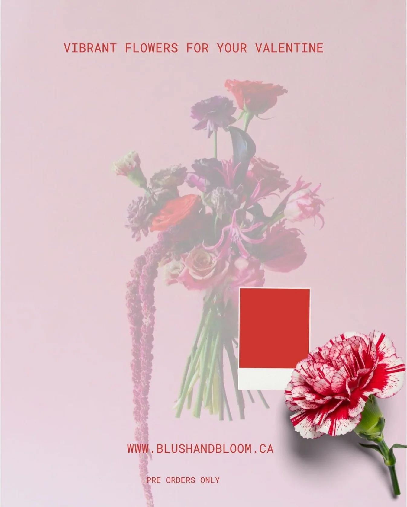 💌PRE ORDERS ON OUR SITE 💌
designers choice, beautiful vibrant flowers for lovers,
Self love + anyone celebrating love ❤️