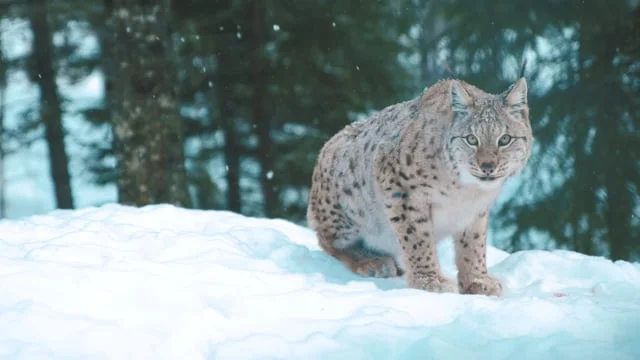 Namsskogan Familiepark - Winter video