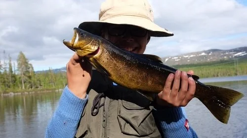 In Namsskogan, fish is easily accessible for the whole family and children can come along on a fishing experience they will always remember.