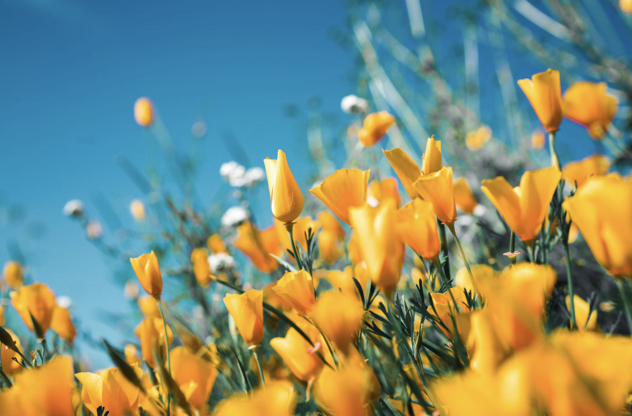 Becoming YourSelf: from bud to bloom (A Retreat!)