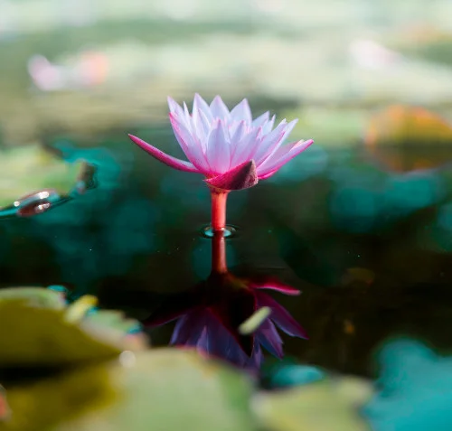 lotus.jpg