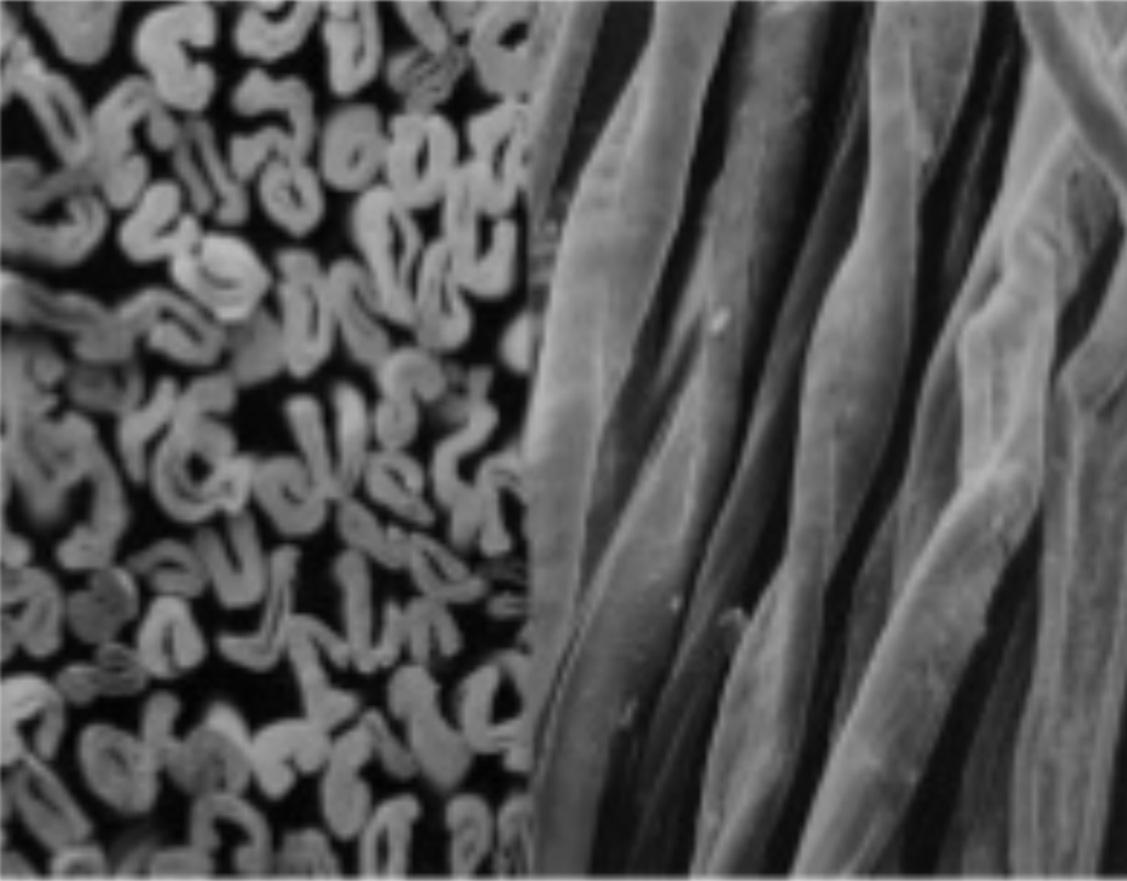 Electron microscope view of cotton. Credit N. Singh.