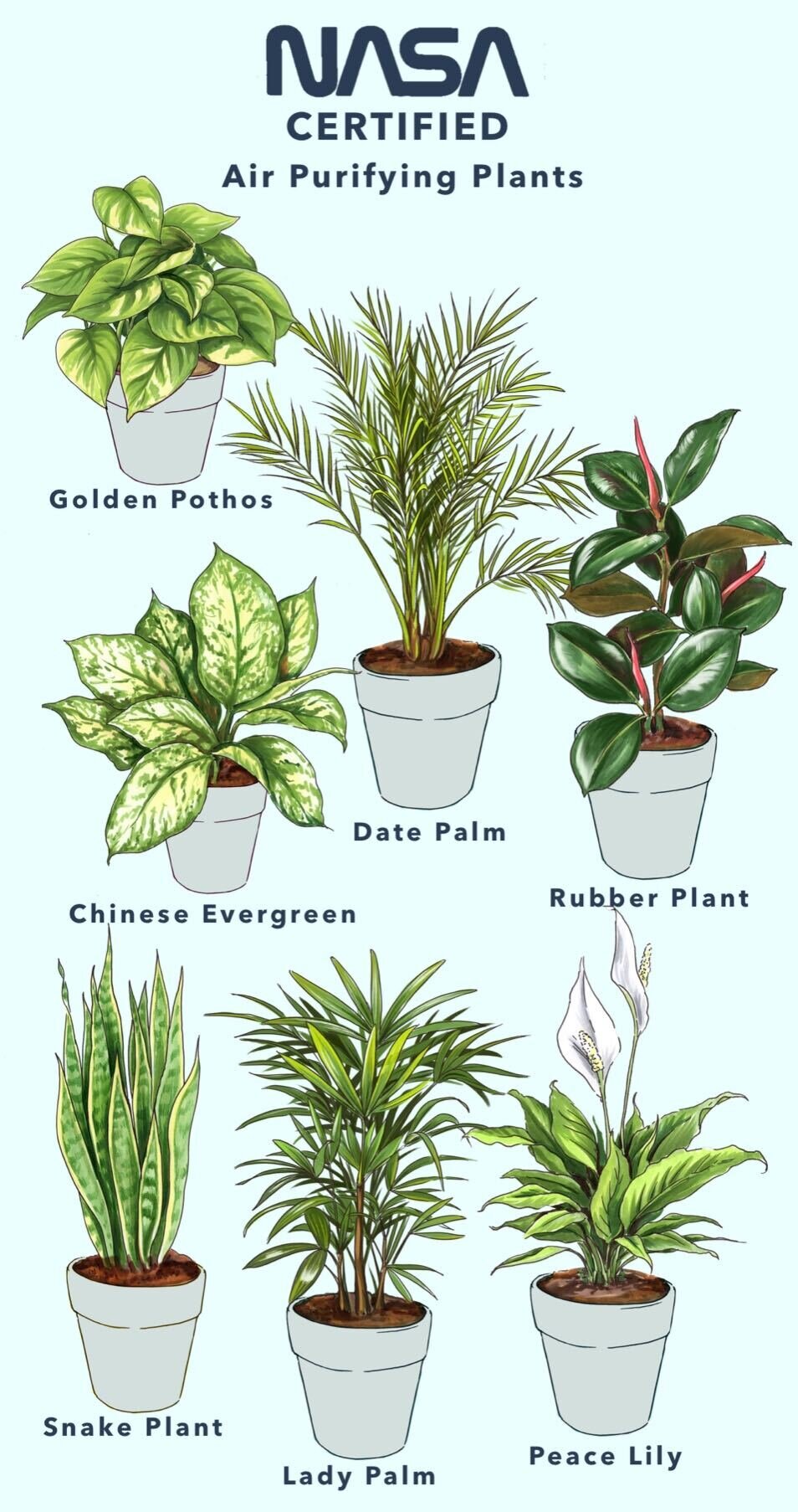 Best indoor plants for air quality nasa