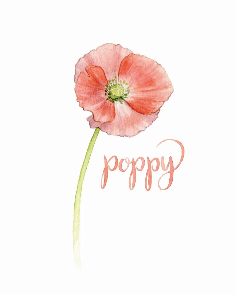 Poppy Watercolour Illustration by Alicia's Infinity - www.aliciasinfinity.com