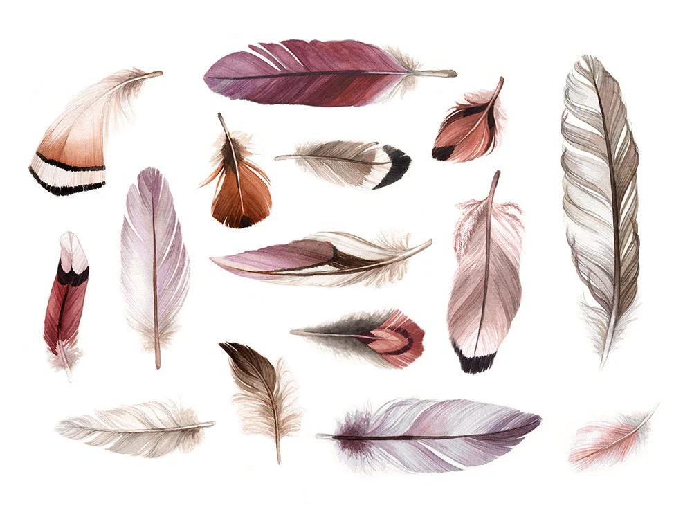 Blush Feathers Watercolour Illustration by Alicia's Infinity - www.aliciasinfinity.com