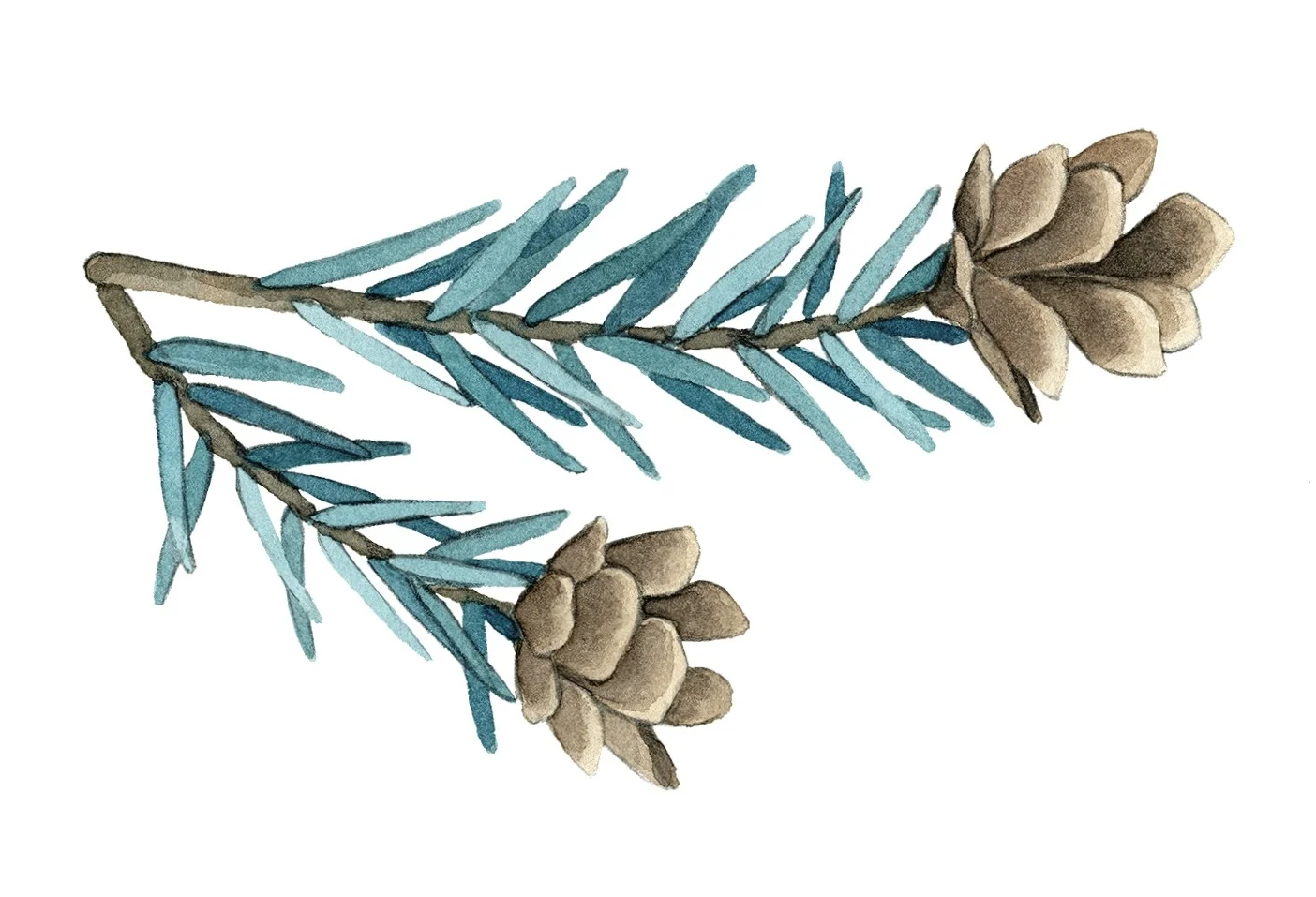 Pinecones-PREVIEW.jpg