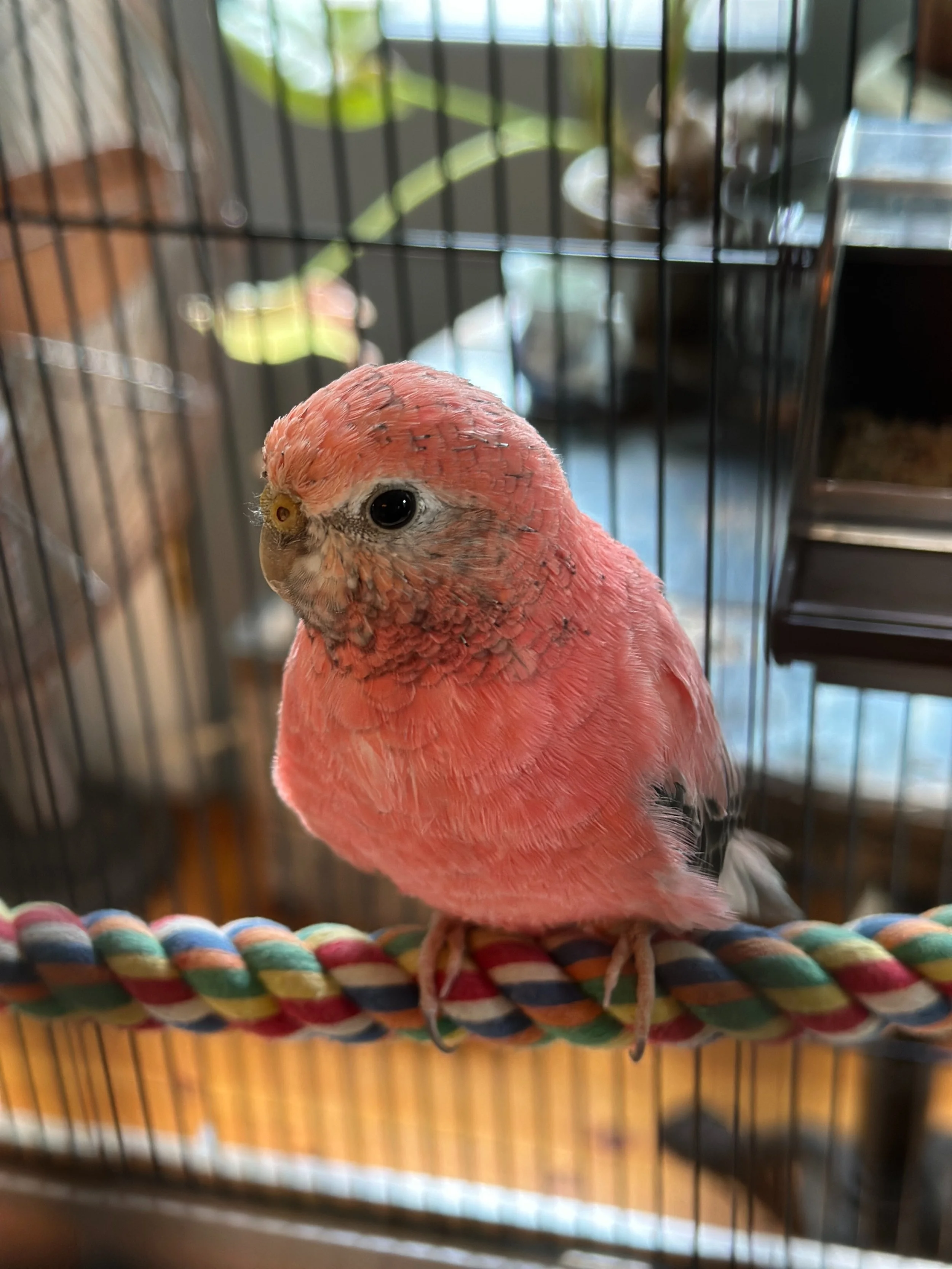 Introducing our new little feathered friend, Albi :)
 
Albi is a Rosy Bourke Parakeet, and a beautiful salmon colour. This type of bird is very similar to a budgie, but quieter, less active, and makes the sweetest chirping sounds. He has been flying 