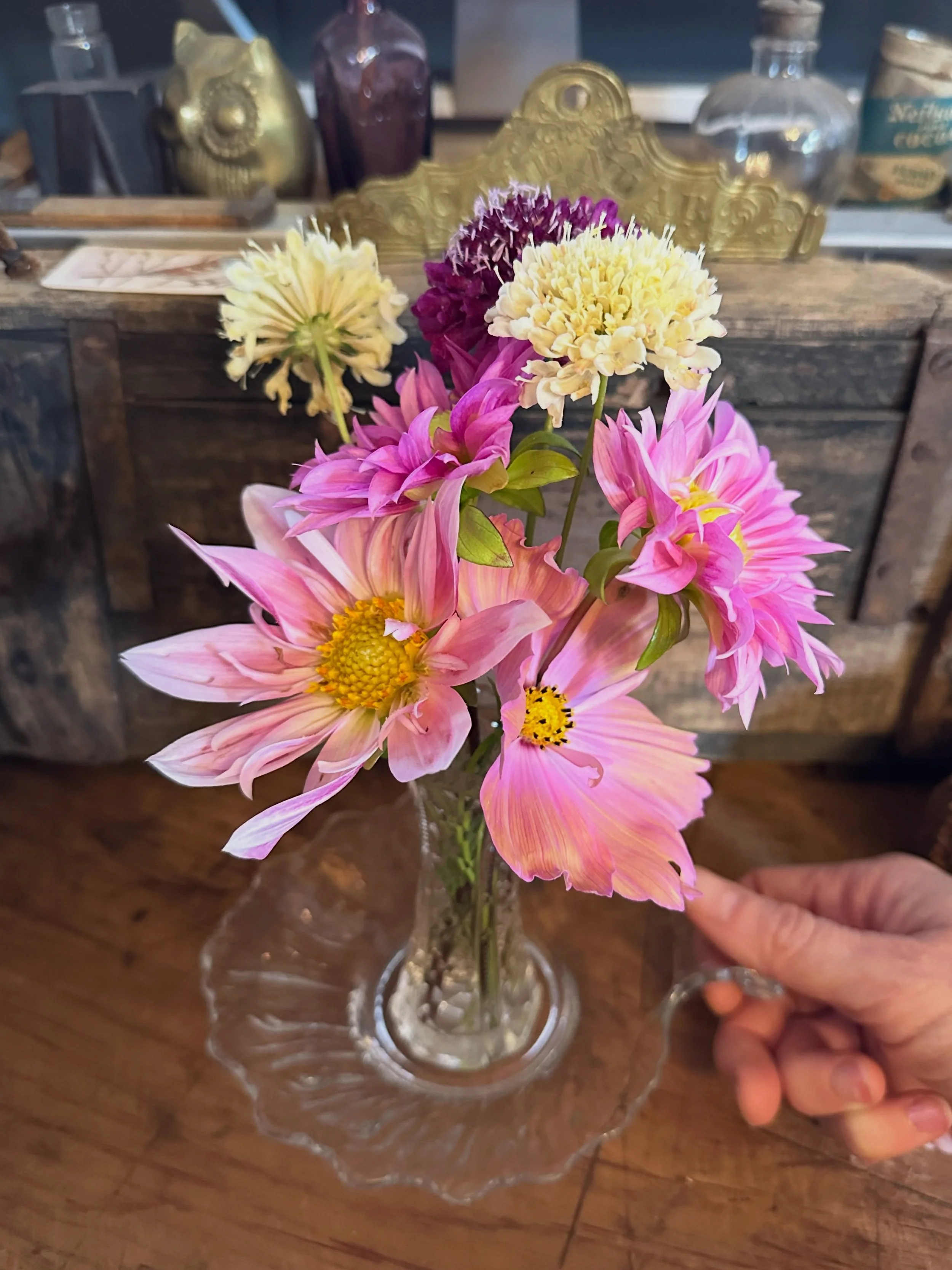 This has been my best year for dahlias! I&rsquo;ve never had so many cuties to enjoy :) Also, I'm loving the dark pincushion flowers! What has been thriving in your garden this year?
