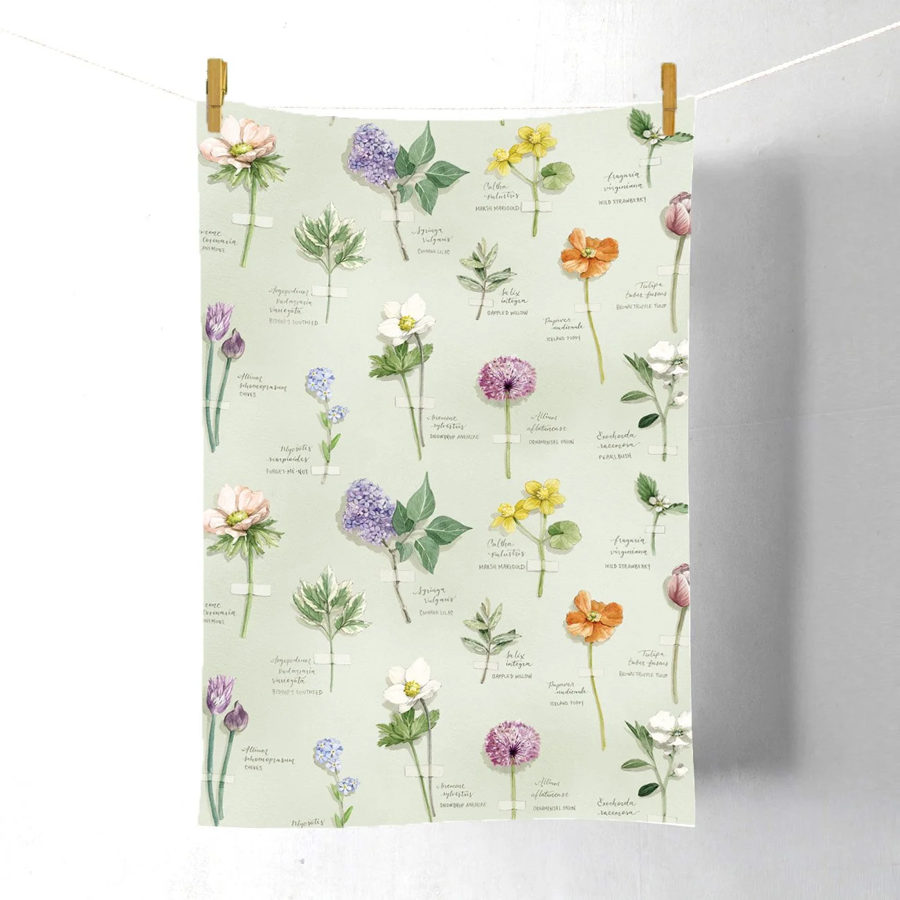 Specimen Tea Towel2.jpg