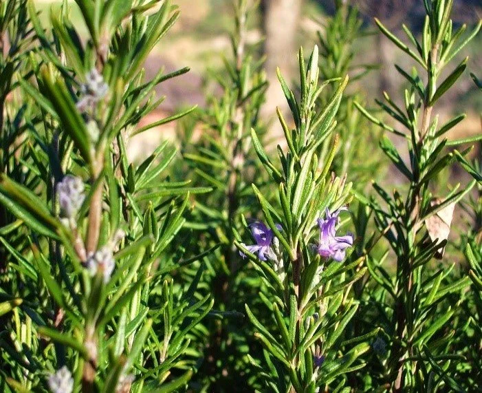 romaní-florit-.jpg
