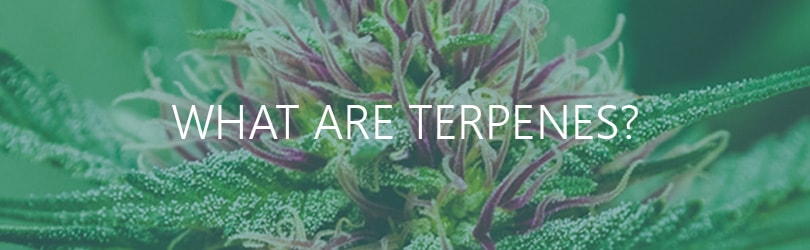 what-are-cannabis-terpenes.jpg