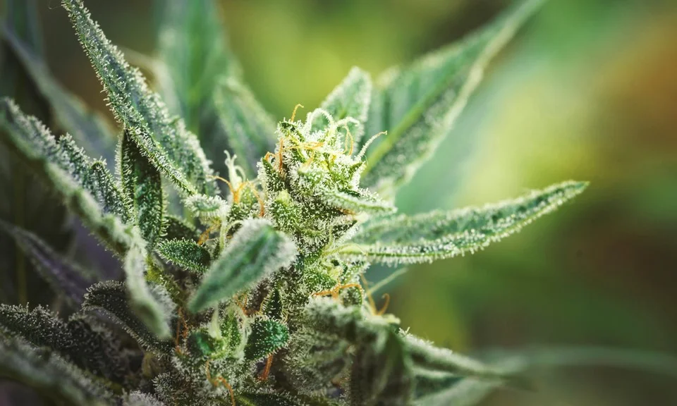 What are Trichomes?