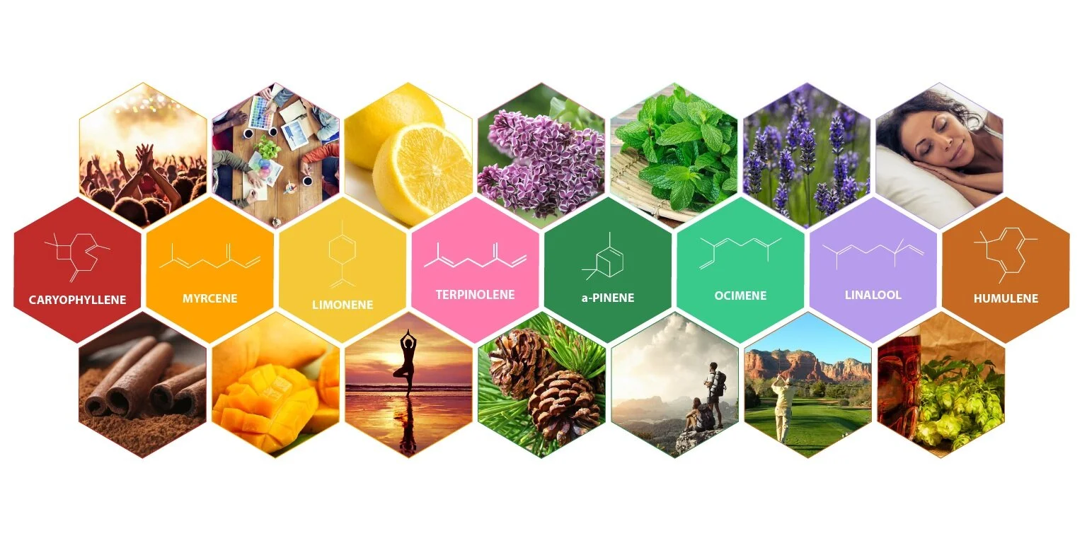 Understand Terpenes to Select the Best Cannabis Vape Oil for YOU