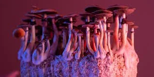 Is it Legal to Sell Psilocybin Online?