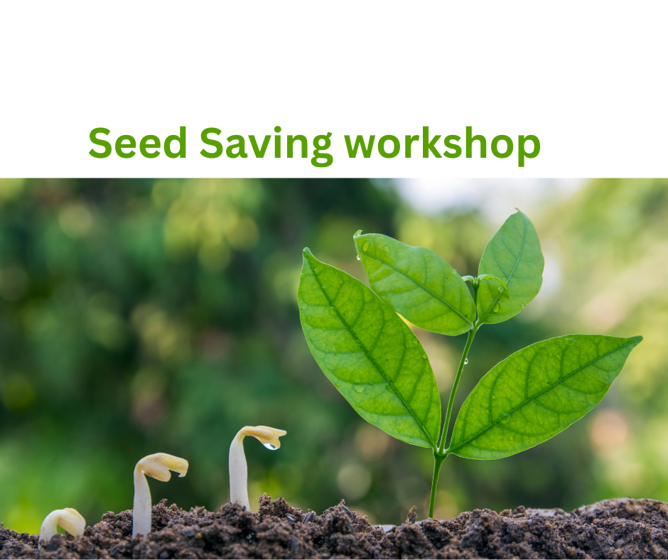 Seed Saving workshop 