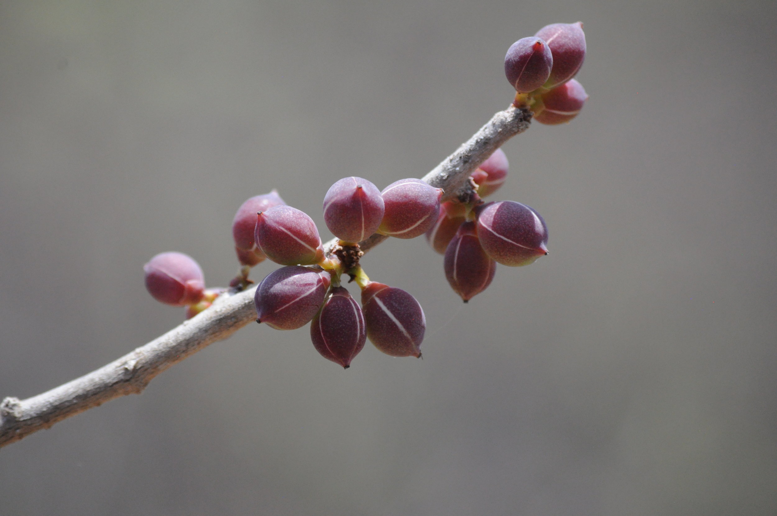 Gileadensis fruits