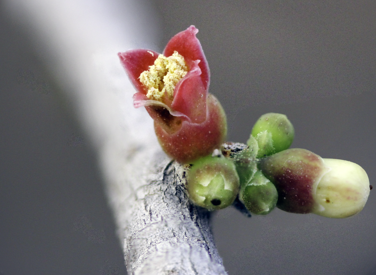 Gileadensis flower